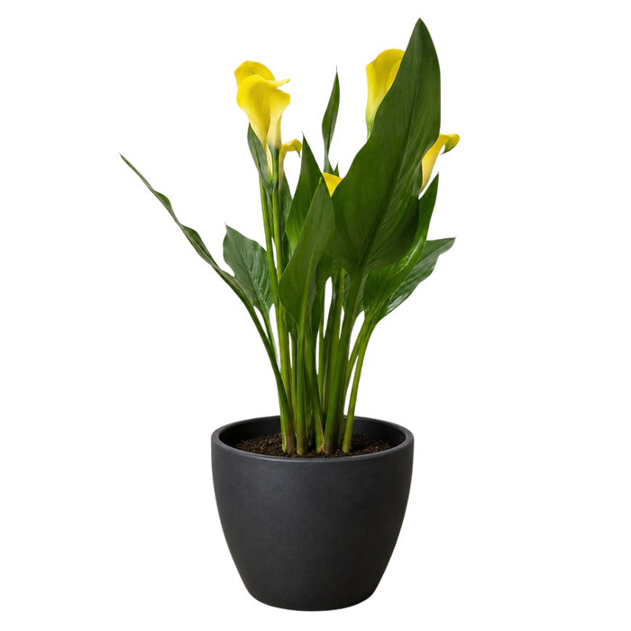 Calla Lily
