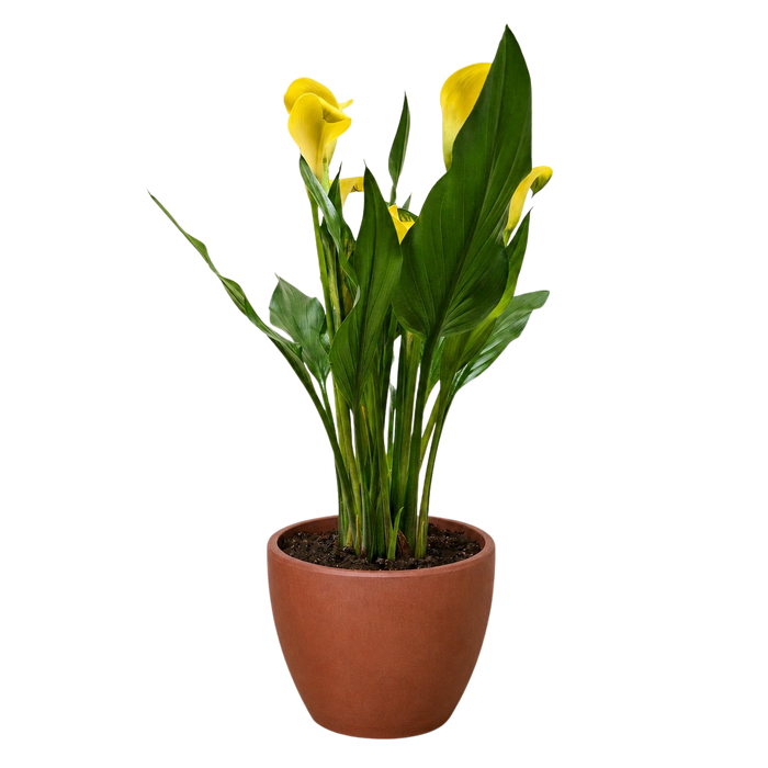 Calla Lily