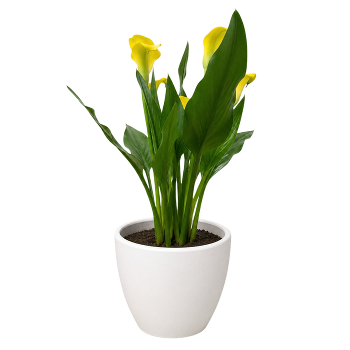 calla lily pot plant Purple Calla Lily - 6" Pot | Indoor Plant | Tropical Plant | Potted Plant