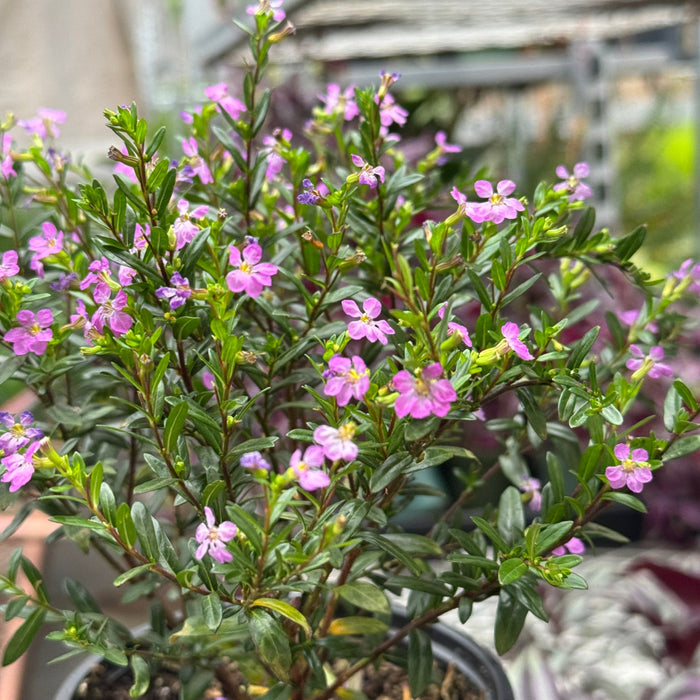  Cuphea Floriglory