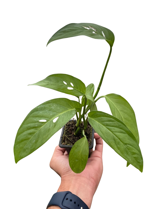 Monstera Adansonii 'Swiss Cheese'