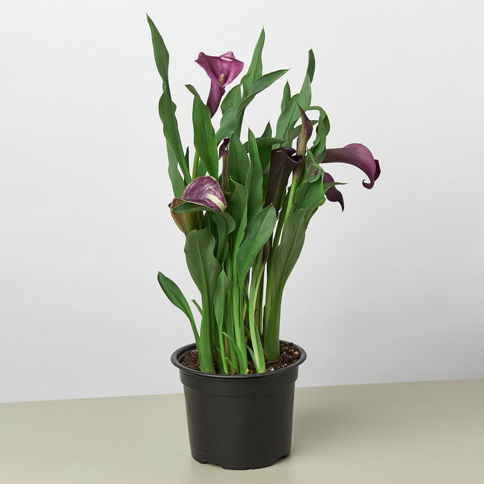 house plant calla lily Purple Calla Lily - 6" Pot | Indoor Plant | Tropical Plant | Potted Plant