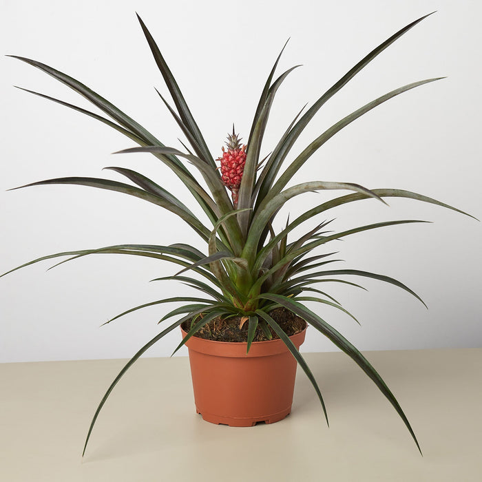 Bromeliad 'Red Pineapple'