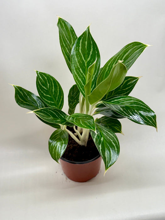 Chinese Evergreen 'White Stem'