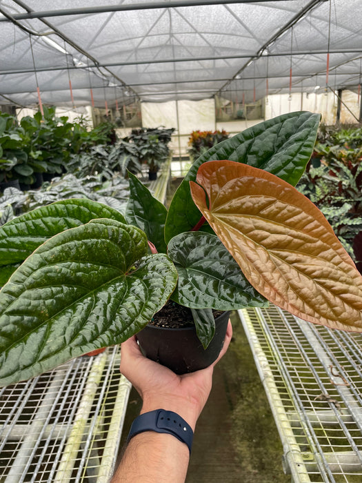 anthurium max size Anthurium 'Radicans x Luxurians' | Indoor Plant | Tropical Plant | Potted Plant