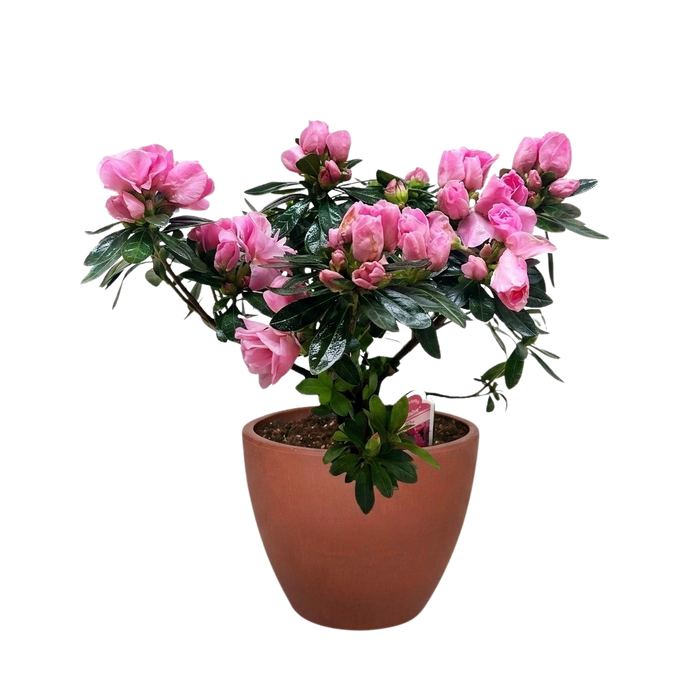 Azalea (Rhododendron)