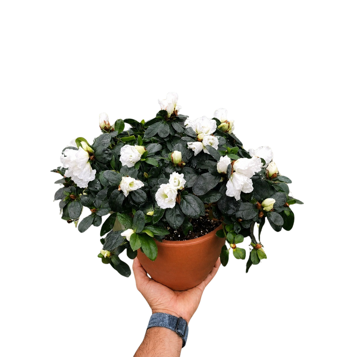 Azalea (Rhododendron)