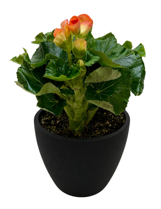 Begonia 'Reiger'