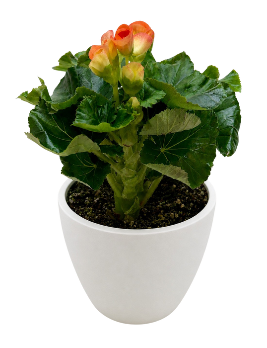 Begonia 'Reiger'