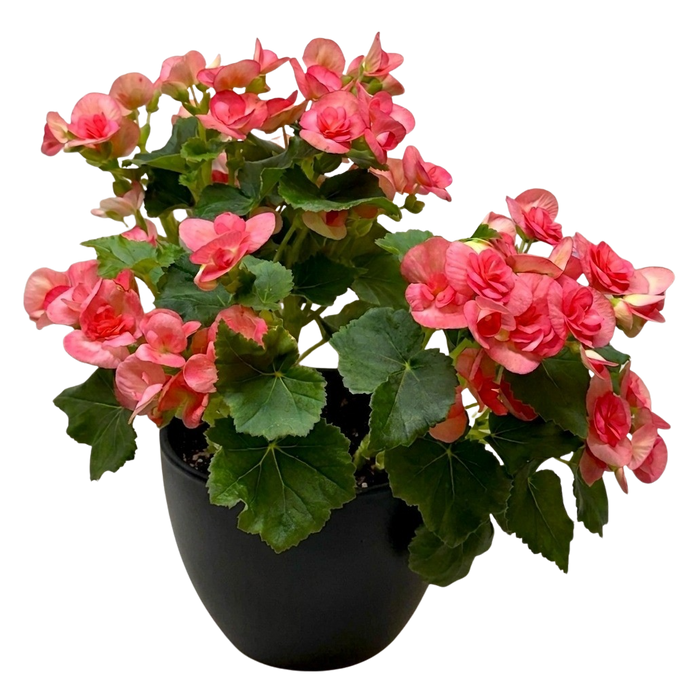 Begonia 'Reiger'