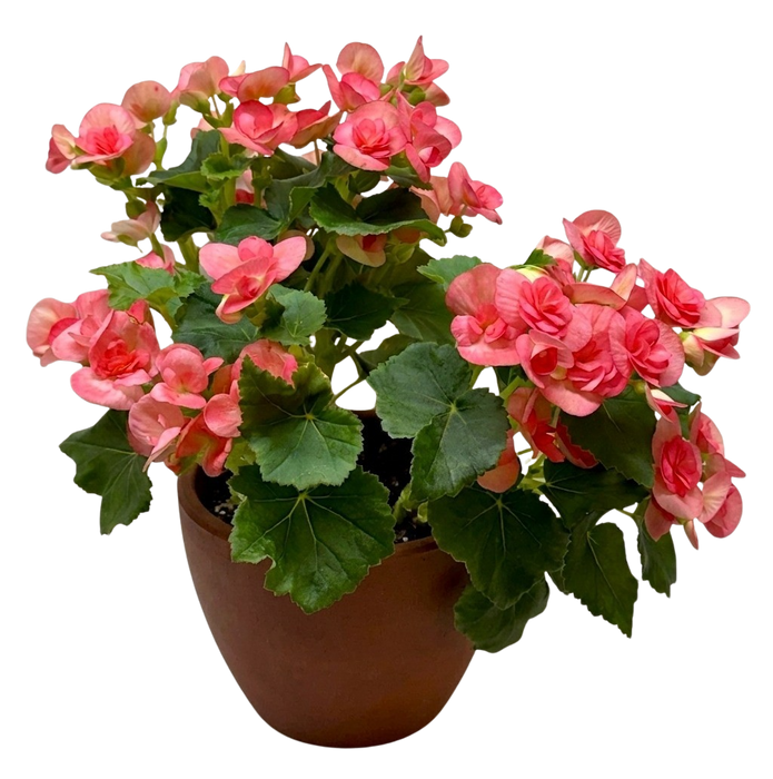 Begonia 'Reiger'