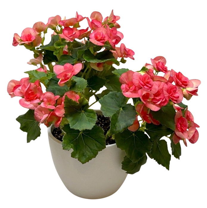 Begonia 'Reiger'