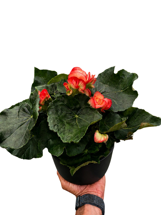 Begonia 'Reiger'
