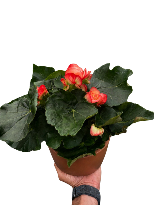 Begonia 'Reiger'