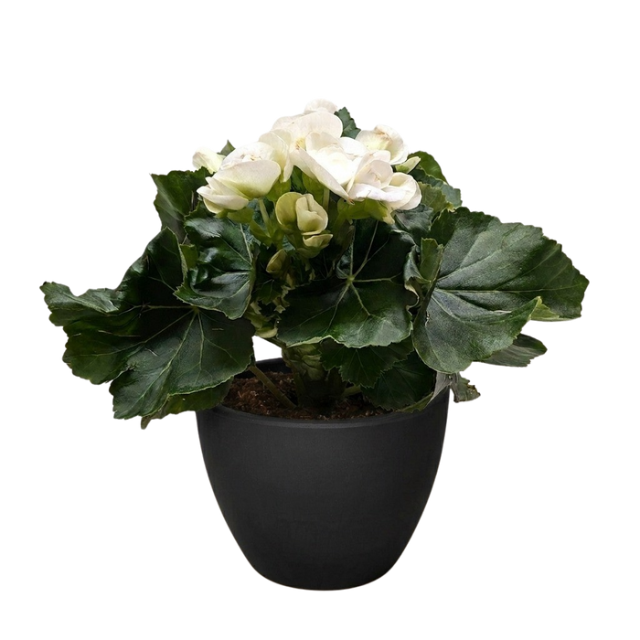 Begonia 'Reiger'
