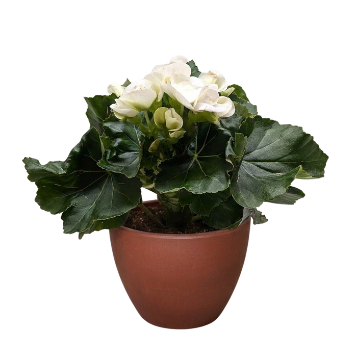 Begonia 'Reiger'