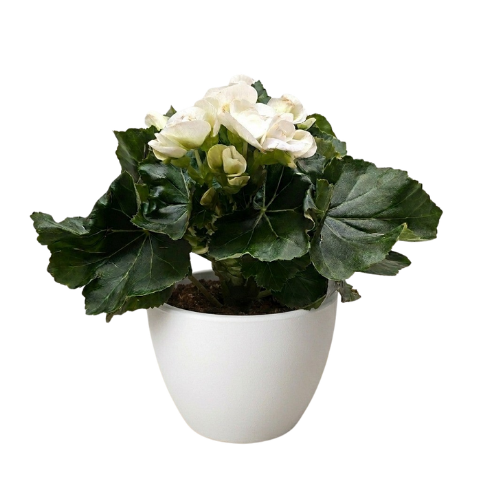 Begonia 'Reiger'