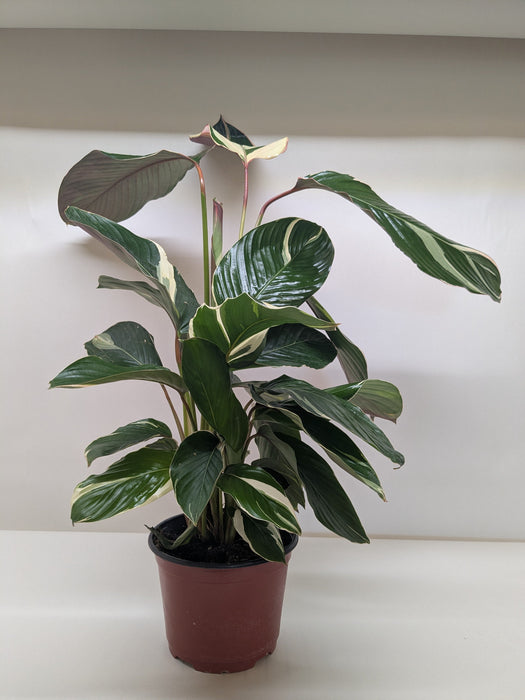 Calathea 'Princess Dalya'
