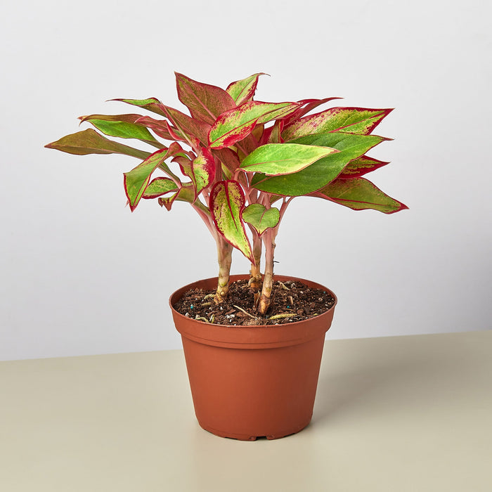 Chinese Evergreen 'Red Siam'