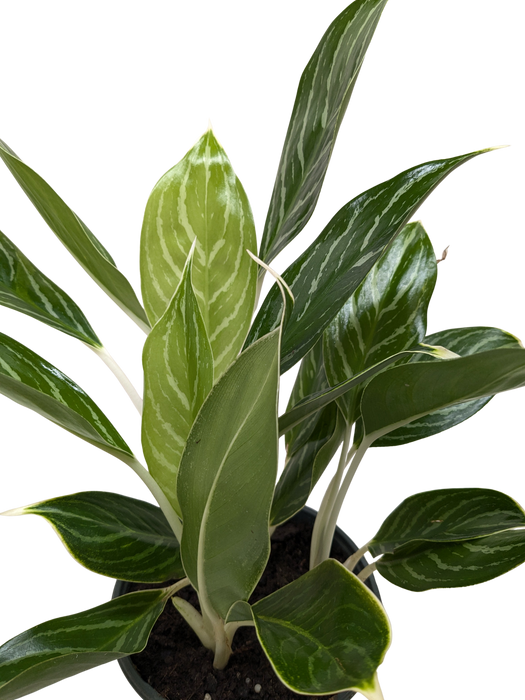 Chinese Evergreen 'Snow Cap'