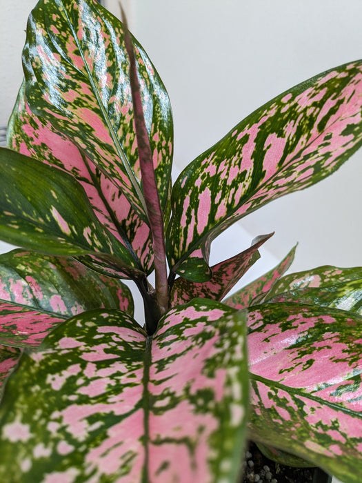Chinese Evergreen 'Wishes'