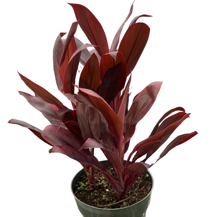 difference between dracaena and cordyline Cordyline 'Calypso Queen'