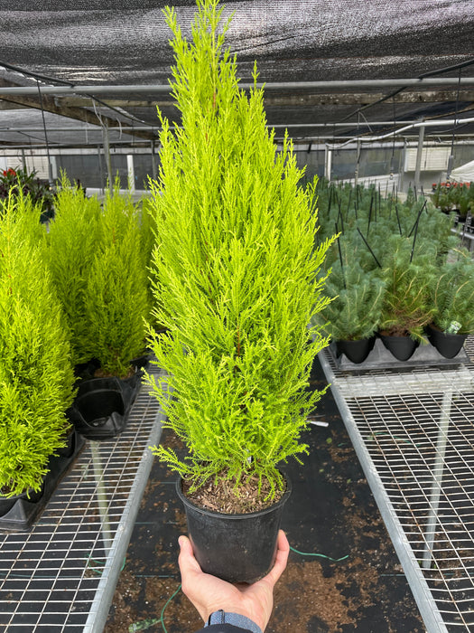 Cypress Lemon