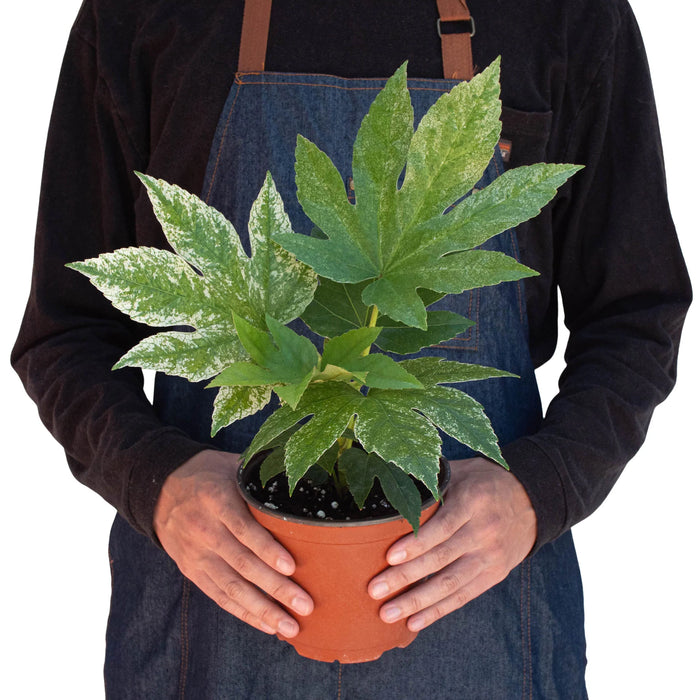fatsia indoor plant Fatsia 'Spider's Web' | Indoor Plant | Tropical Plant | Potted Plant