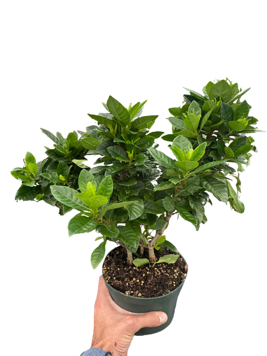 Gardenia 'Bush'
