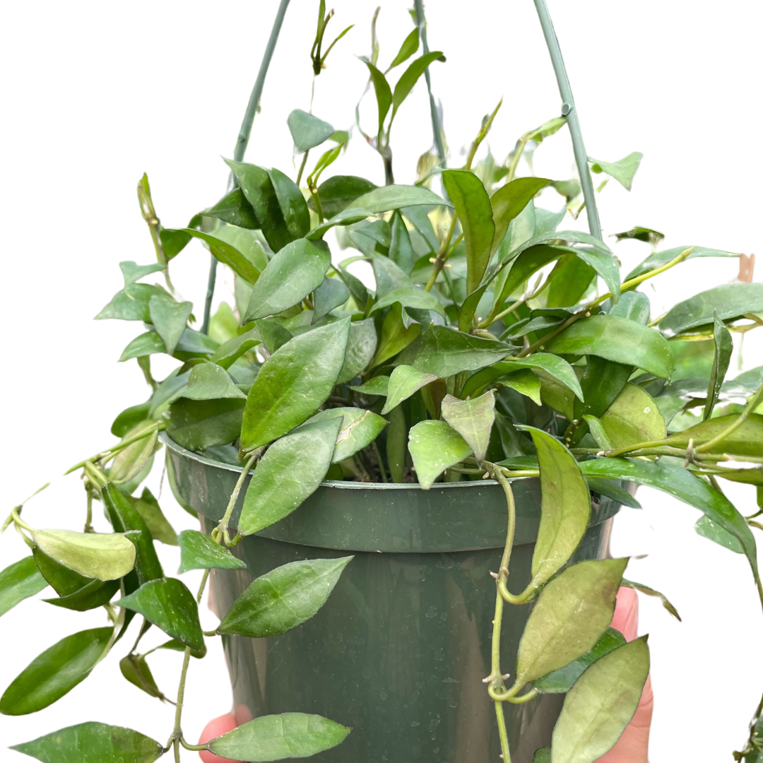 6_HOYA_LACUNOSA.