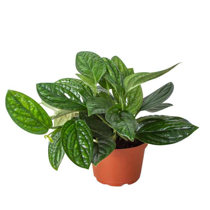 dragon monstera plant Philodendron 'Dragon Tail' | Indoor Plant | Tropical Plant