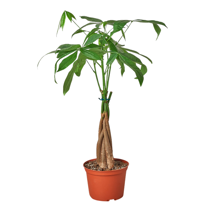 money tree braid Money Tree 'Guiana Chestnut' Pachira Braid - 6" Pot - NURSERY POT ONLY