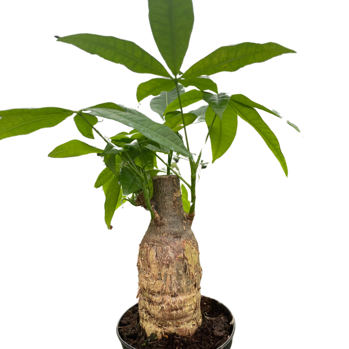 Money Tree 'Guiana Chestnut' Pachira Stump