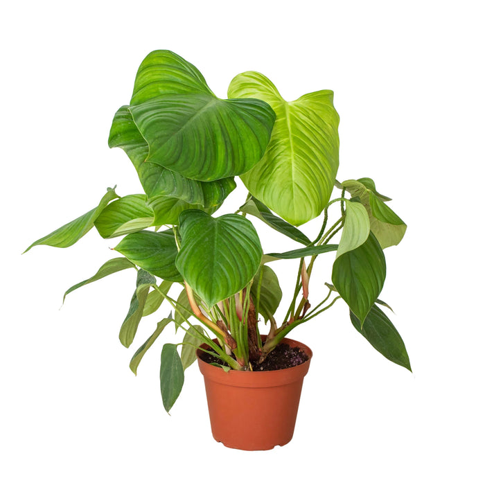nangaritense philodendron Philodendron 'Fuzzy Petiole' | Indoor Plant | Tropical Plant | Potted Plant