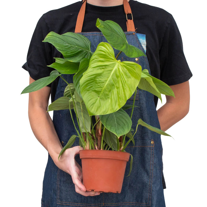 fuzzy plants indoor Philodendron 'Fuzzy Petiole' | Indoor Plant | Tropical Plant | Potted Plant
