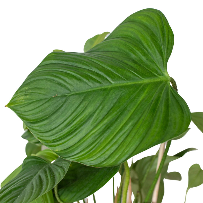 philodendron fuzzy petiole Philodendron 'Fuzzy Petiole' | Indoor Plant | Tropical Plant | Potted Plant