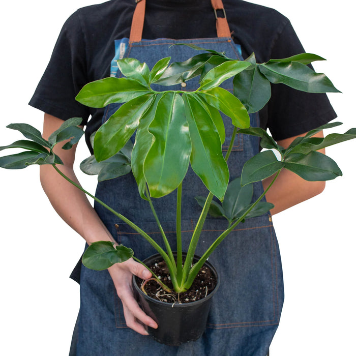 philodendron goeldii plant shipping Philodendron ''Goeldii' | Indoor Plant | Tropical Plant | Potted Plant