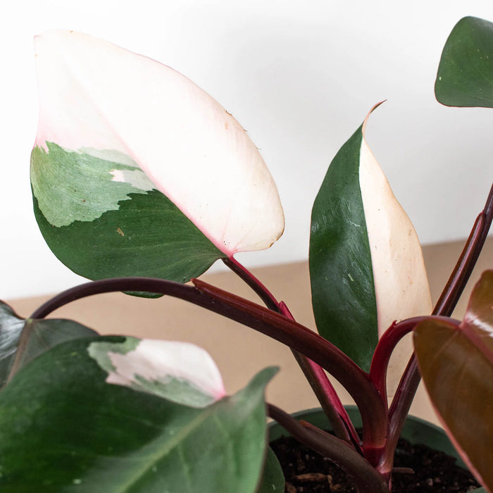 Philodendron 'Pink Princess'