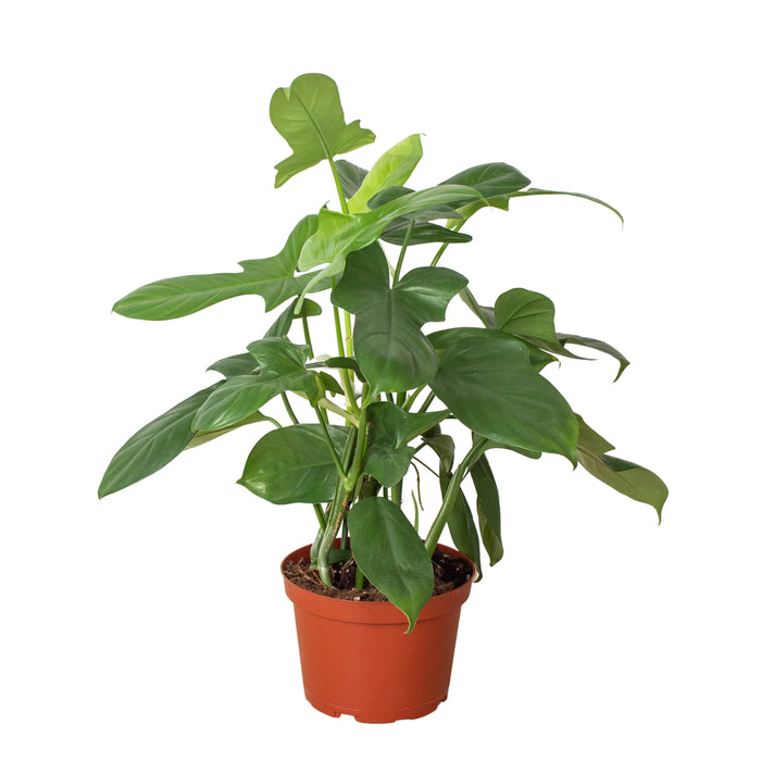 3ds philodendron Philodendron 'Silver Sword' | Indoor Plant | Tropical Plant