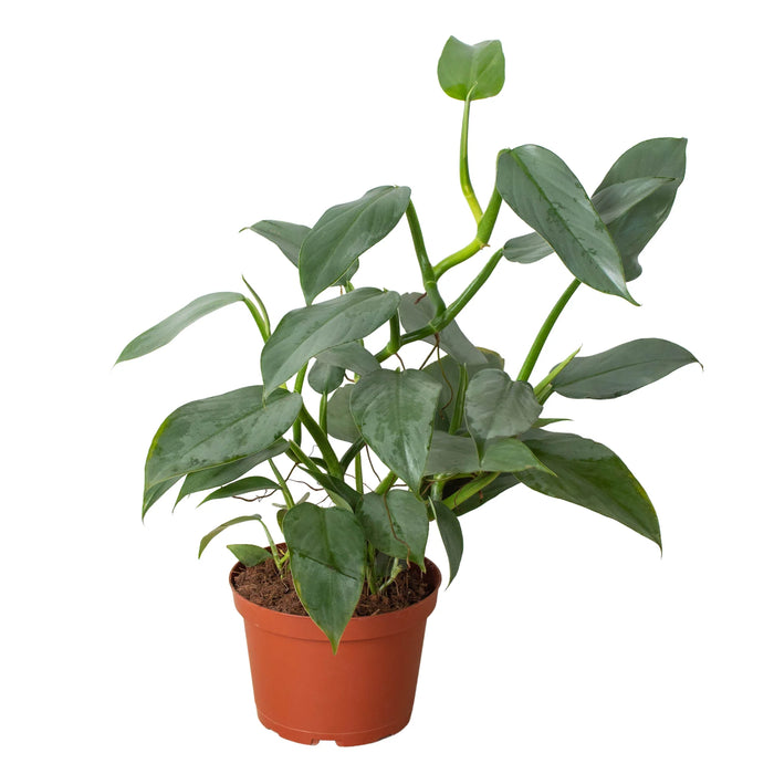 philodendron zapatilla Philodendron 'Silver Sword' | Indoor Plant | Tropical Plant
