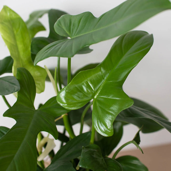 silver sword indoor plant Philodendron 'Silver Sword' | Indoor Plant | Tropical Plant