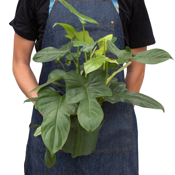 large philodendron silver sword Philodendron 'Silver Sword' | Indoor Plant | Tropical Plant