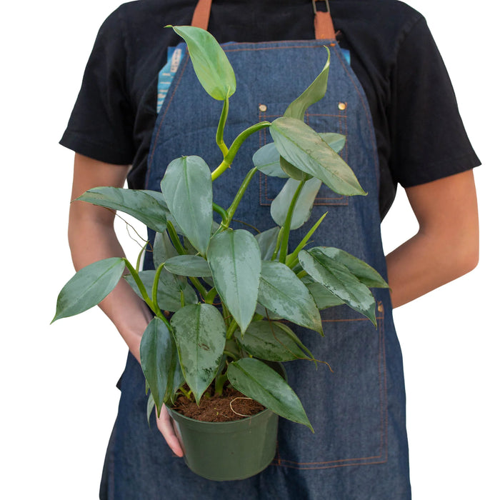 philodendron silver sword scientific name Philodendron 'Silver Sword' | Indoor Plant | Tropical Plant
