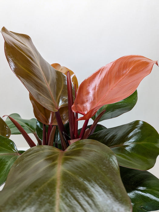 philodendron sun Philodendron 'Sun Red'