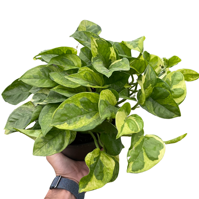 pothos plant png Pothos 'Lemon Meringue'