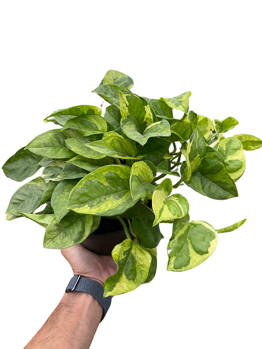 lemon meringue pothos costa farms Pothos 'Lemon Meringue'