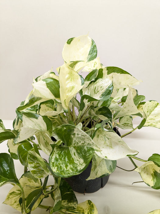 Pothos Manjula