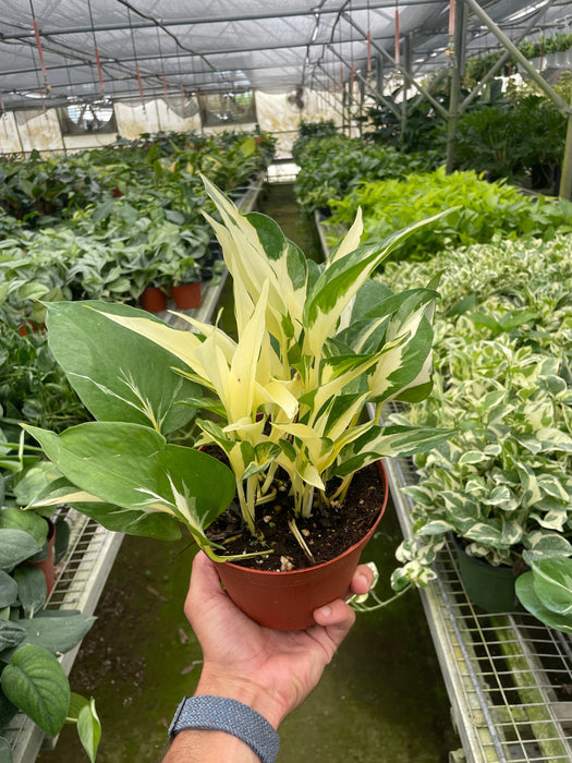 pothos mutation Pothos 'Mutant Manjula'
