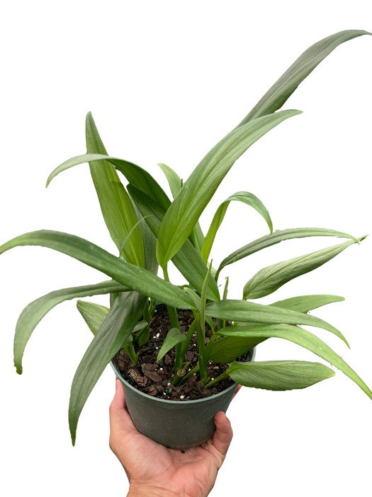 silver streak pothos mature Pothos 'Silver Streak'