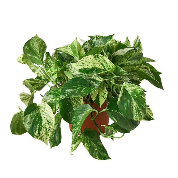 are snow queen and marble pothos the same Pothos 'Marble Queen'